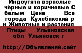 Индоутята взраслые чёрные и коричневые С белым › Цена ­ 450 - Все города, Кулебакский р-н Животные и растения » Птицы   . Ульяновская обл.,Ульяновск г.
